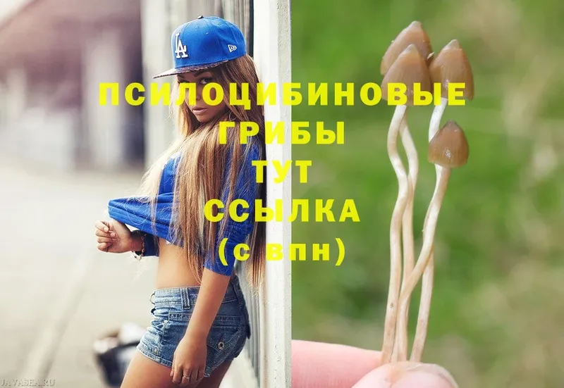 Галлюциногенные грибы Cubensis  Покровск 